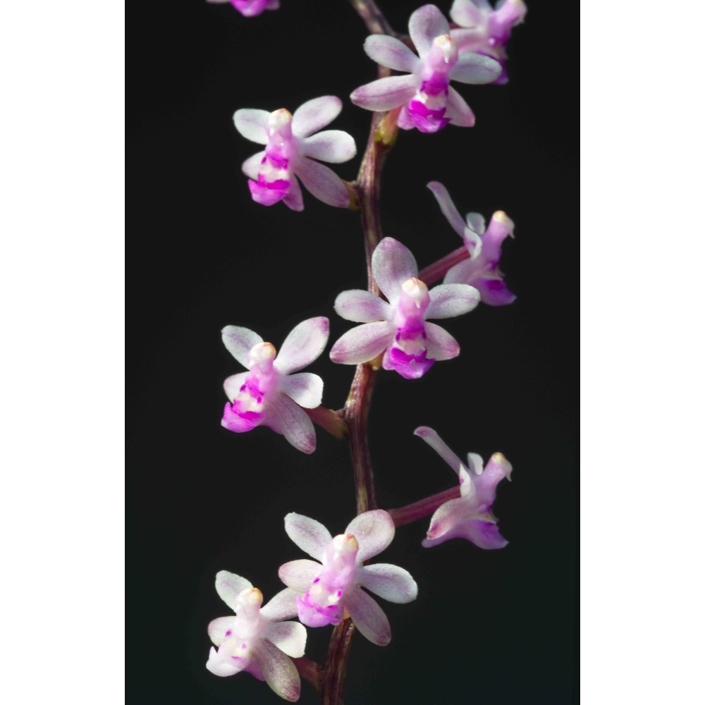 Cleisostoma parishii