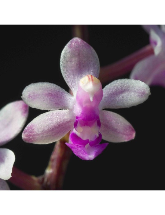 Cleisostoma parishii Cleisostoma parishii