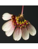 Bulbophyllum flabellum-veneris