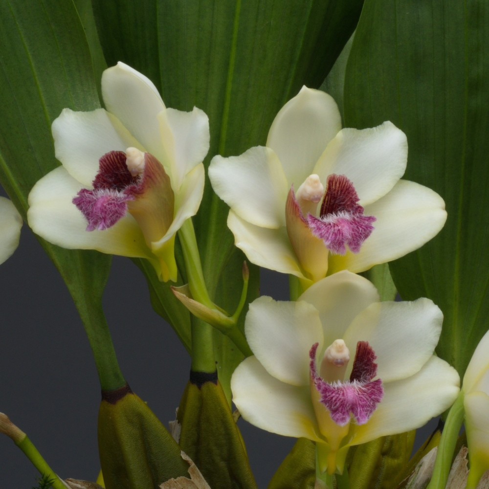 Bifrenaria harrisoniae