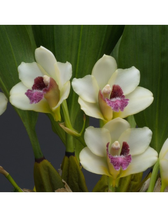 Bifrenaria harrisoniae