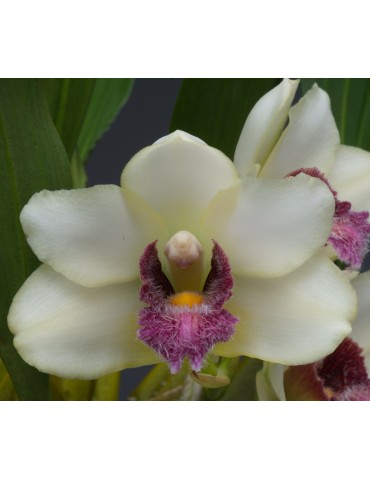 Bifrenaria harrisoniae 2