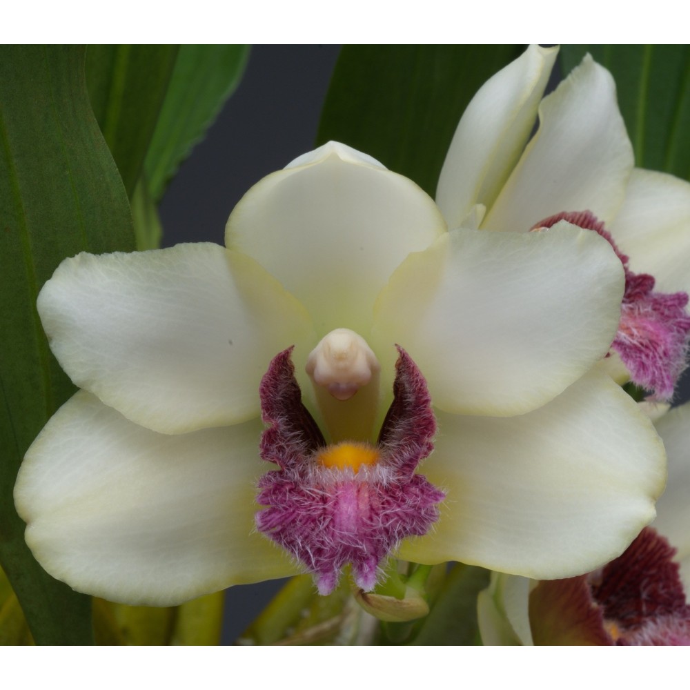 Bifrenaria harrisoniae