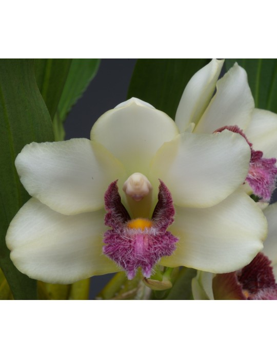 Bifrenaria harrisoniae