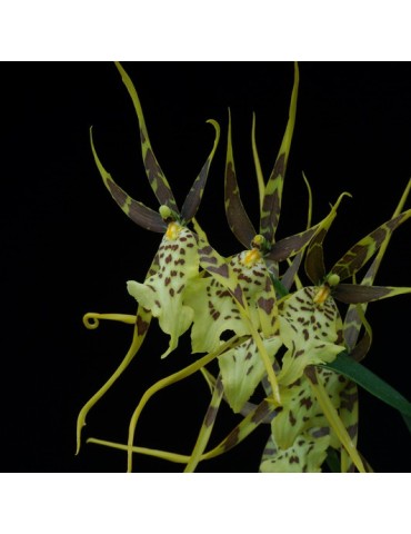 Brassia Eternal Wind