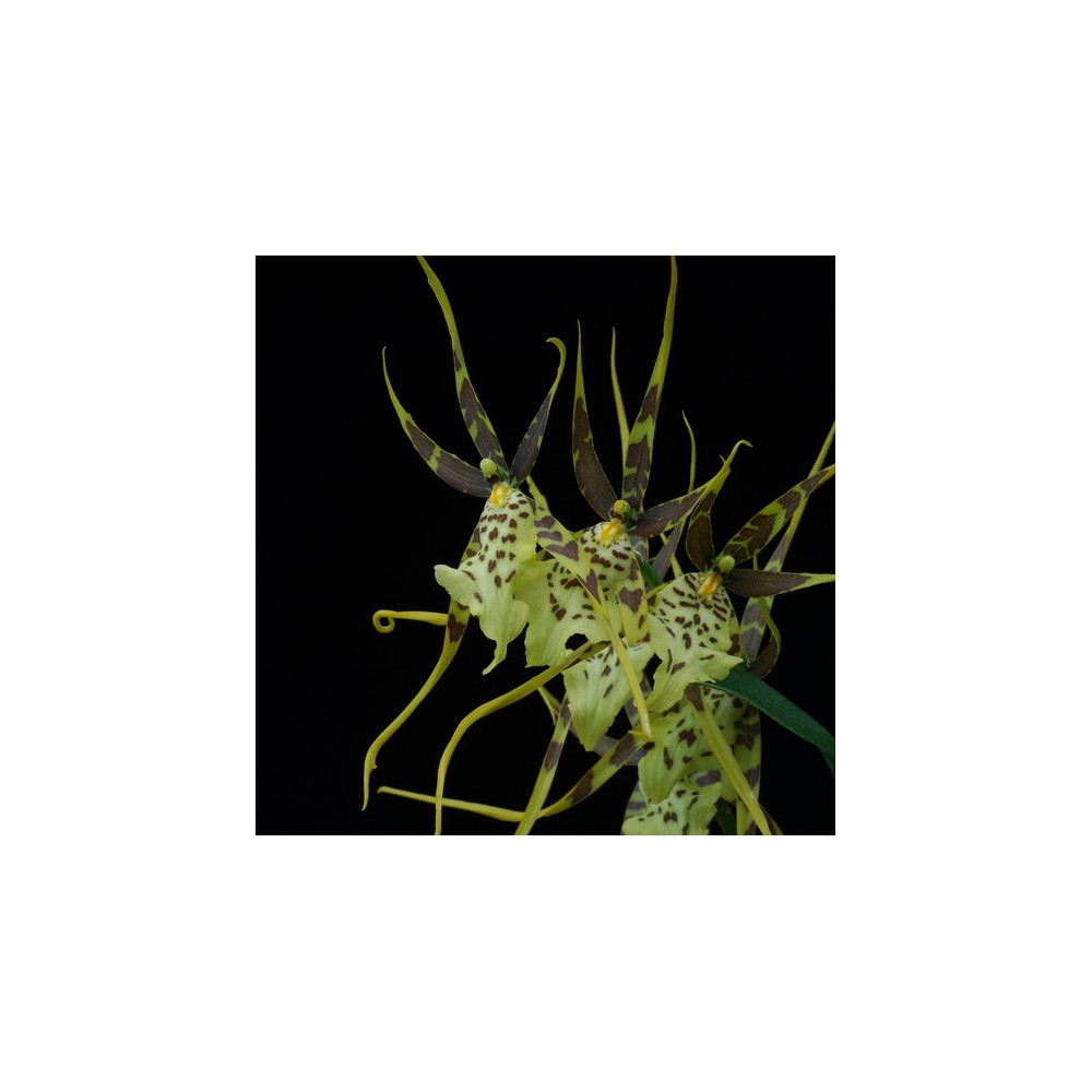 Brassia Eternal Wind