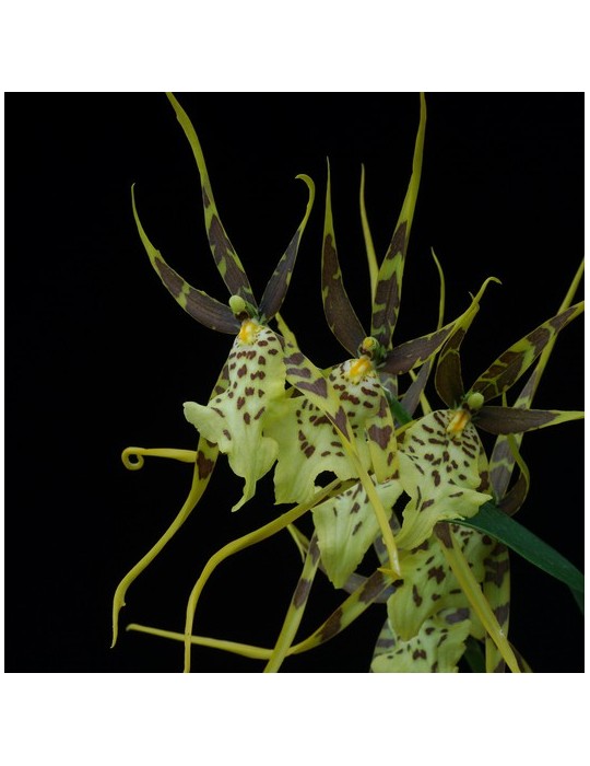 Brassia Eternal Wind