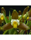 Lycaste Garfield