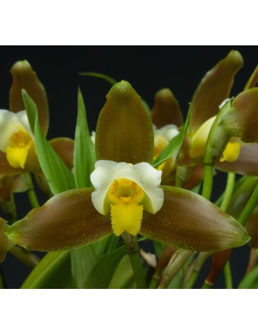 Lycaste Garfield