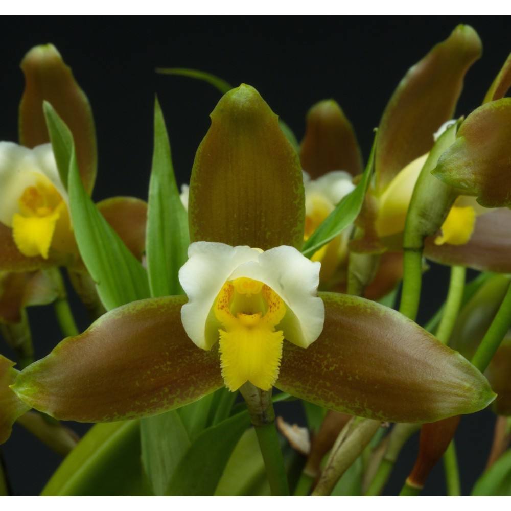 Lycaste Garfield