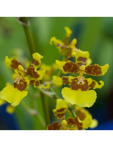 Oncidium Ellen Williams