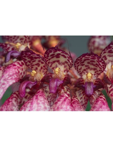 Bulbophyllum eberhardtii 2