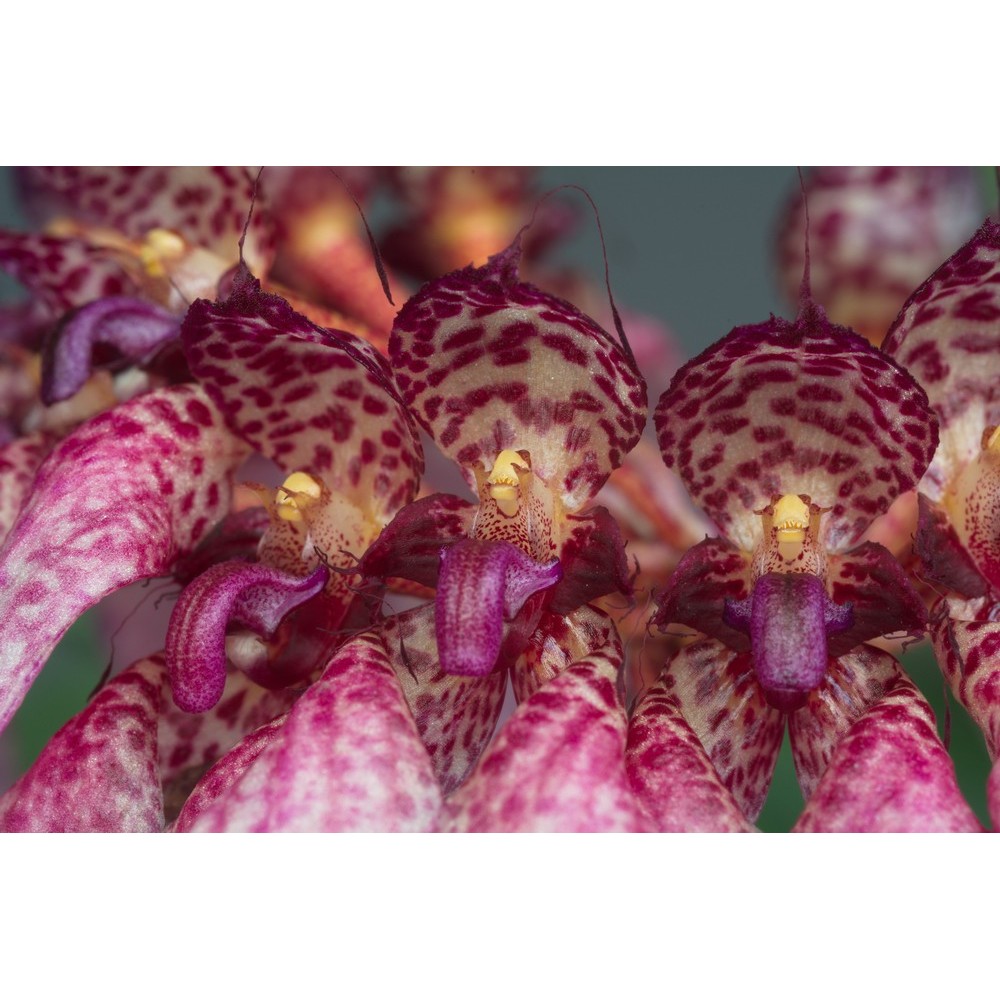 Bulbophyllum eberhardtii