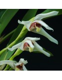 Maxillaria Axelle