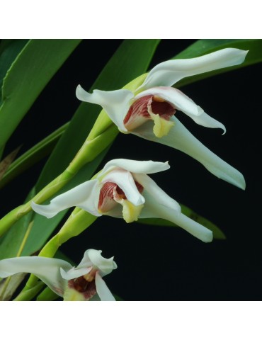 Maxillaria Axelle