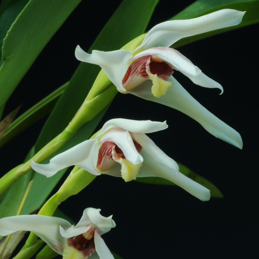 Maxillaria Axelle