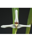 Maxillaria Axelle