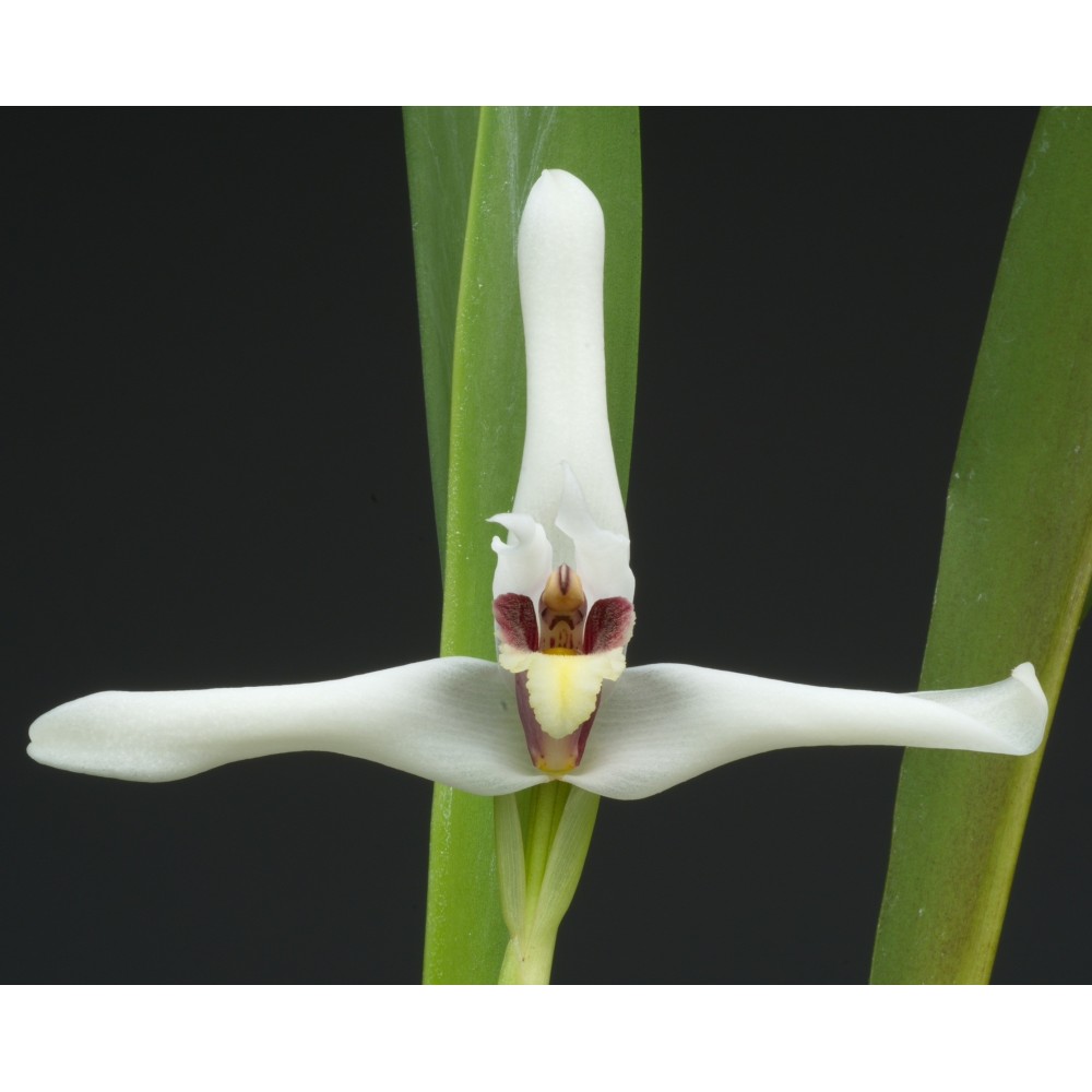 Maxillaria Axelle