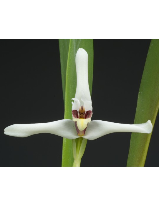 Maxillaria Axelle