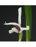 Maxillaria Axelle