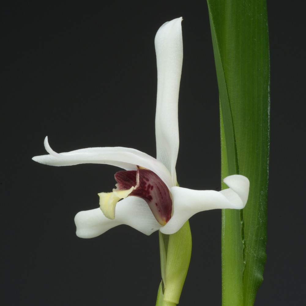 Maxillaria Axelle