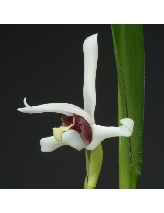 Maxillaria Axelle