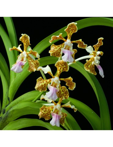 Vanda tricolor