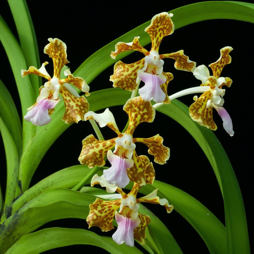 Vanda tricolor