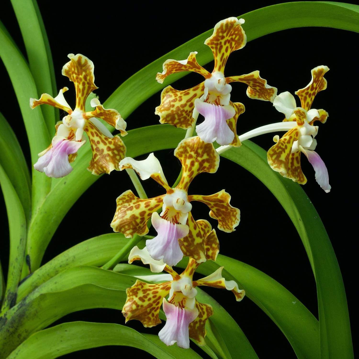 Vanda tricolor orchidée parfumée, vente