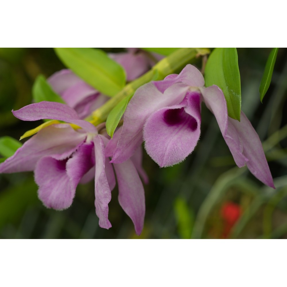 Dendrobium Nestor