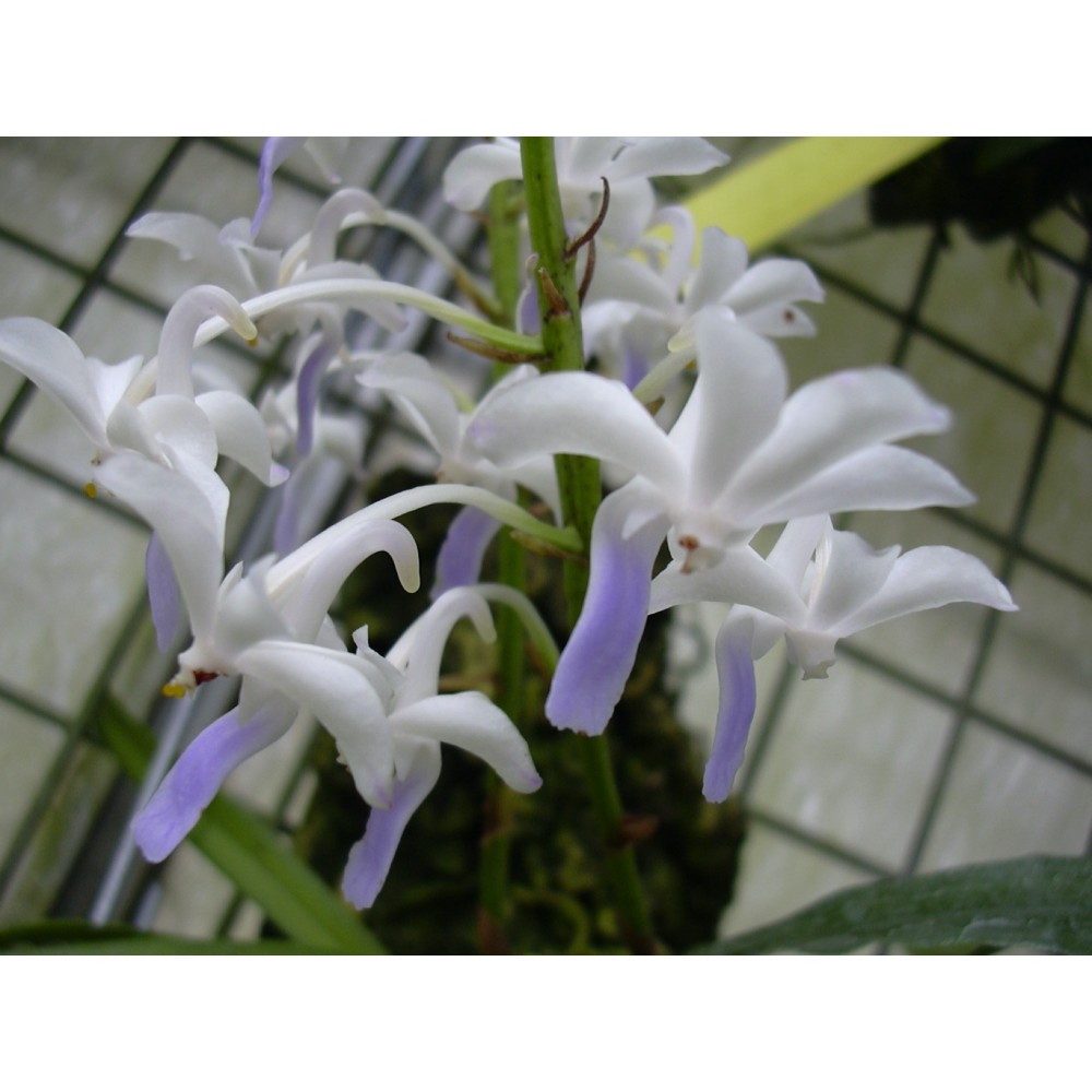 Vandachostylis Lou Sneary