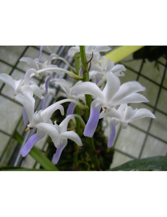 Vandachostylis Lou Sneary Vandachostylis Lou Sneary