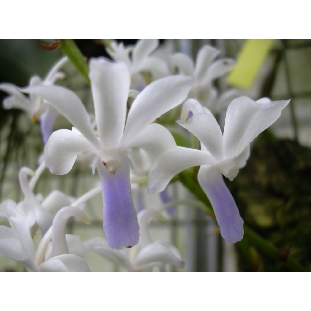 Vandachostylis Lou Sneary