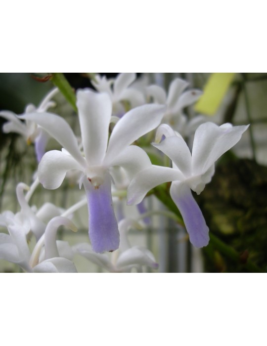 Vandachostylis Lou Sneary