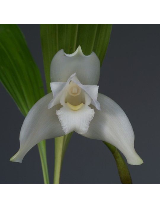 Lycida Vasselerie Lycida Vasselerie