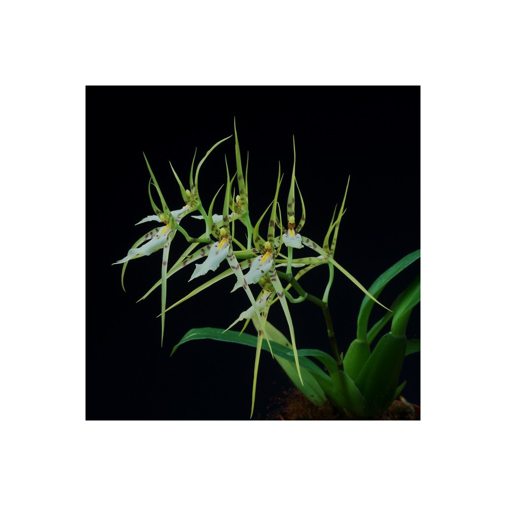 Brassia lanceana
