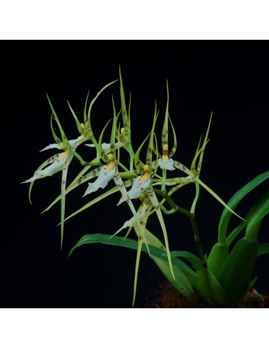 Brassia lanceana