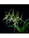 Brassia lanceana