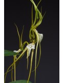 Brassia