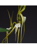 Brassia