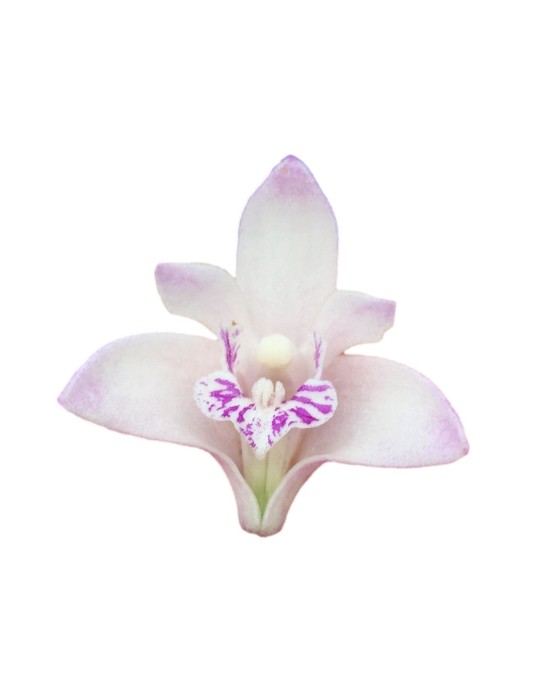 Dendrobium kingianum var. semi-album