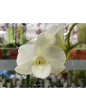 Dendrobium White Surprise