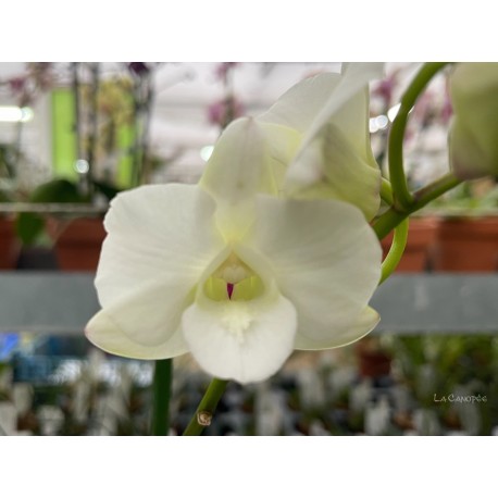 Dendrobium White Surprise