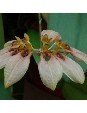 Bulbophyllum weberi racines nues