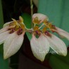 Bulbophyllum weberi racines nues