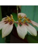 Bulbophyllum weberi racines nues