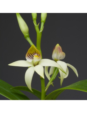 Prosthechea lancifolia