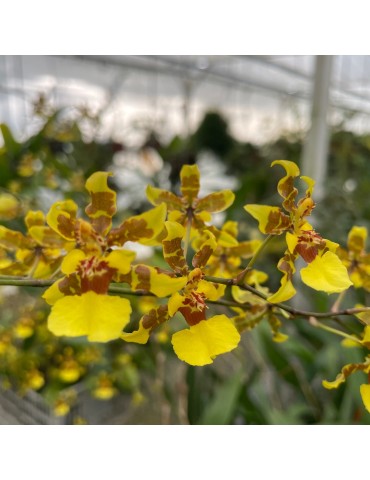 Oncidium Rianne et Yves