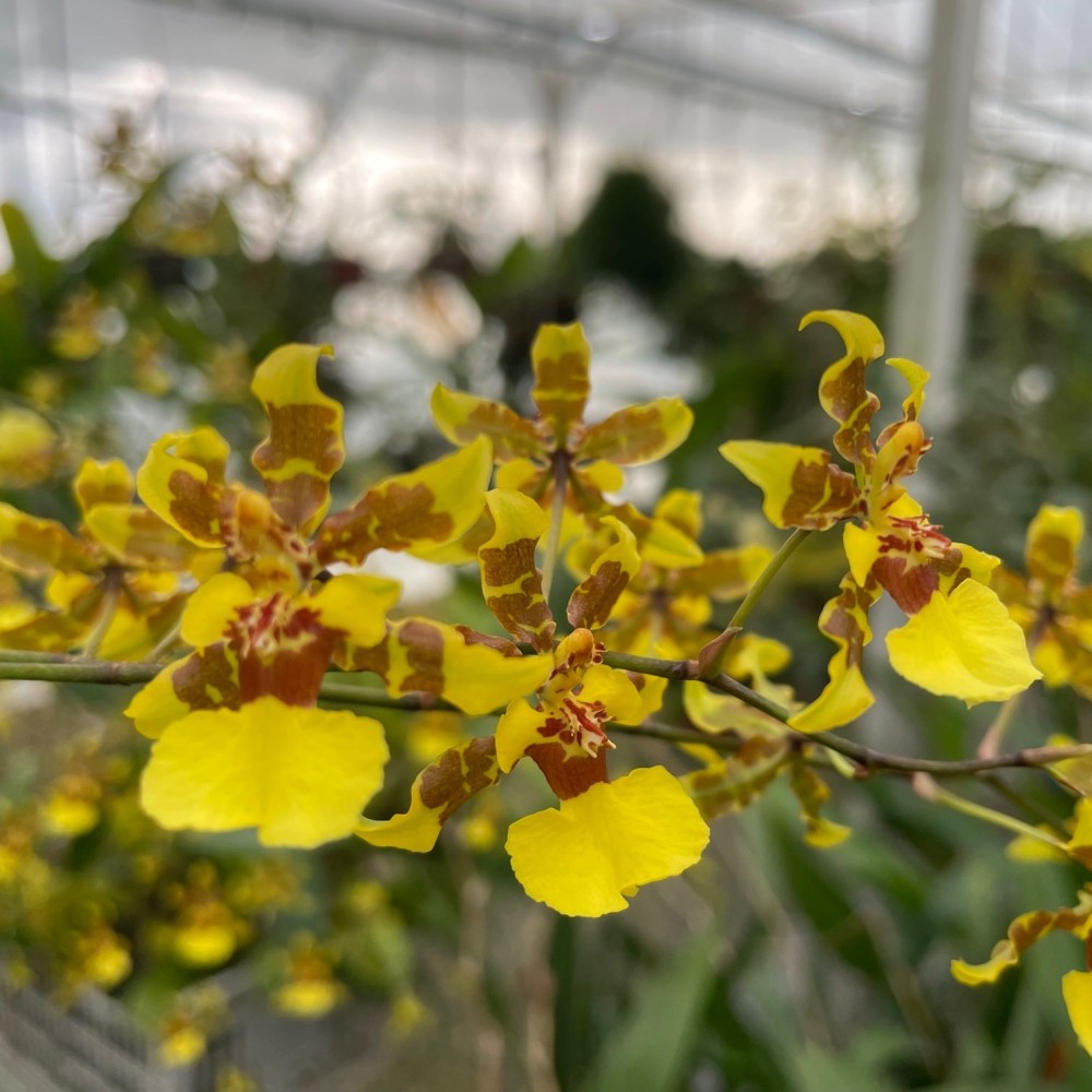 Oncidium Rianne et Yves