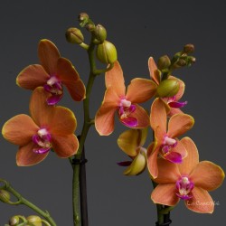 Phalaenopsis Paprika